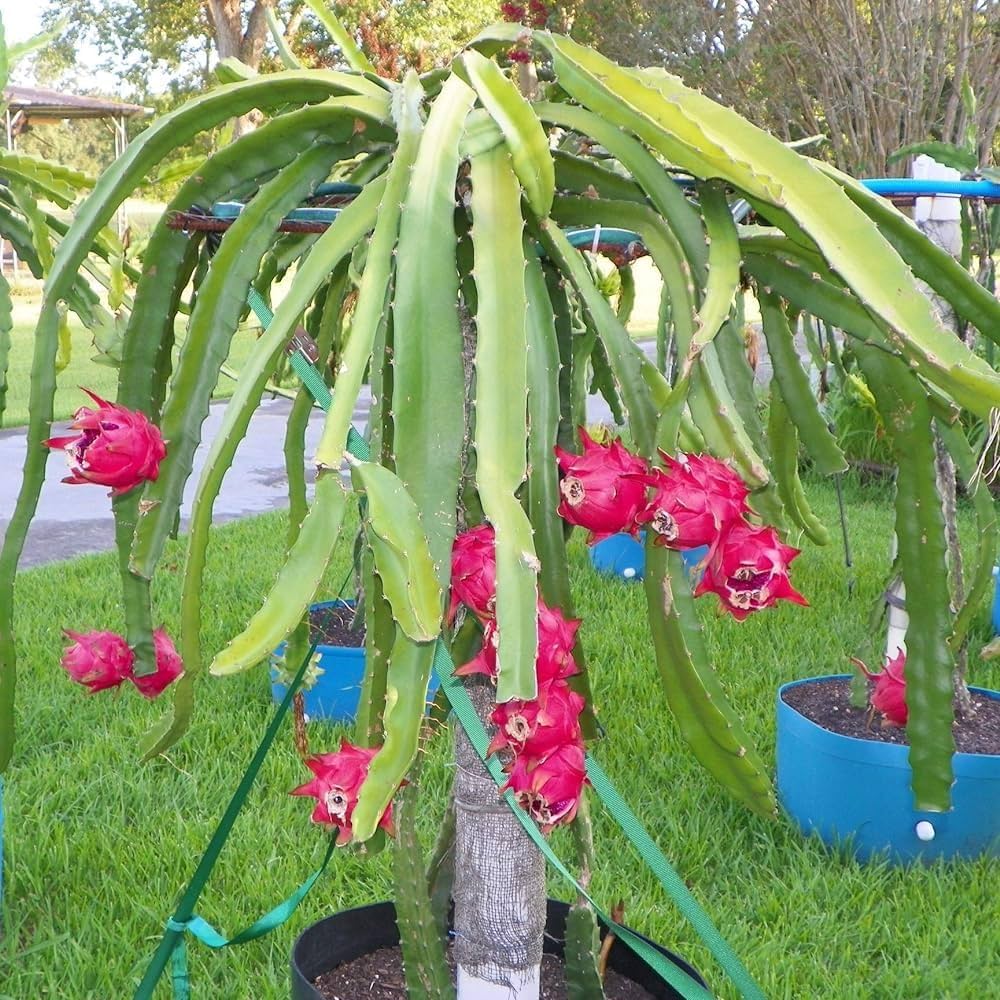 Dragon Fruit Live Fruiting Plant (Hylocereus) – Red Flesh Variety