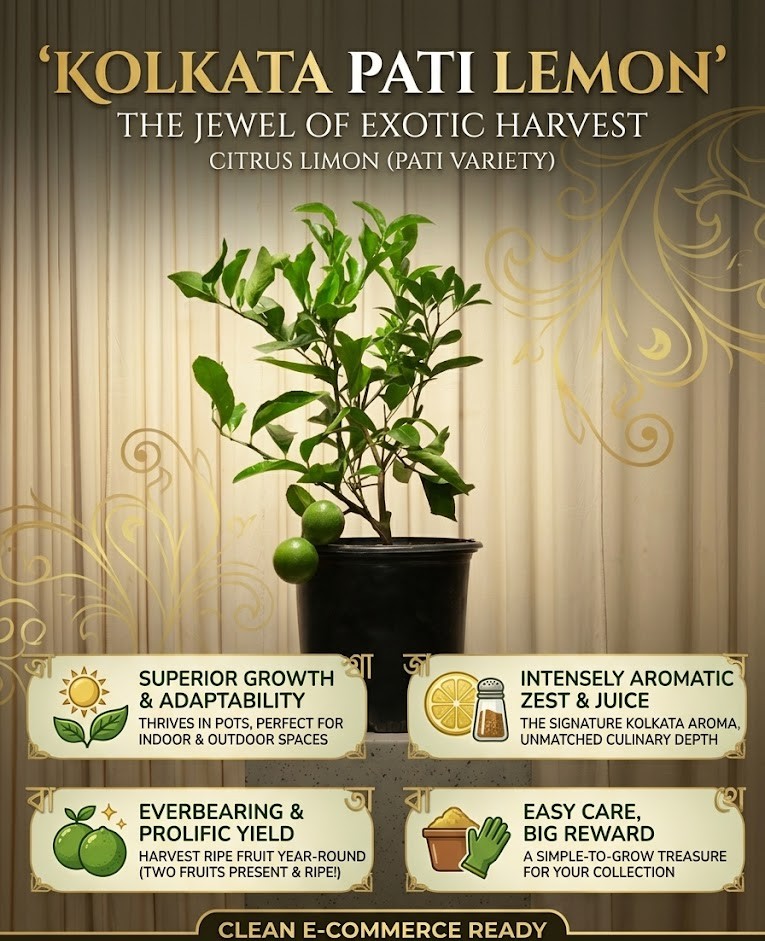 Kolkata Pati Lemon – Fresh Green Sour Lemon (High Juice, Aromatic & Farm Fresh Citrus)
