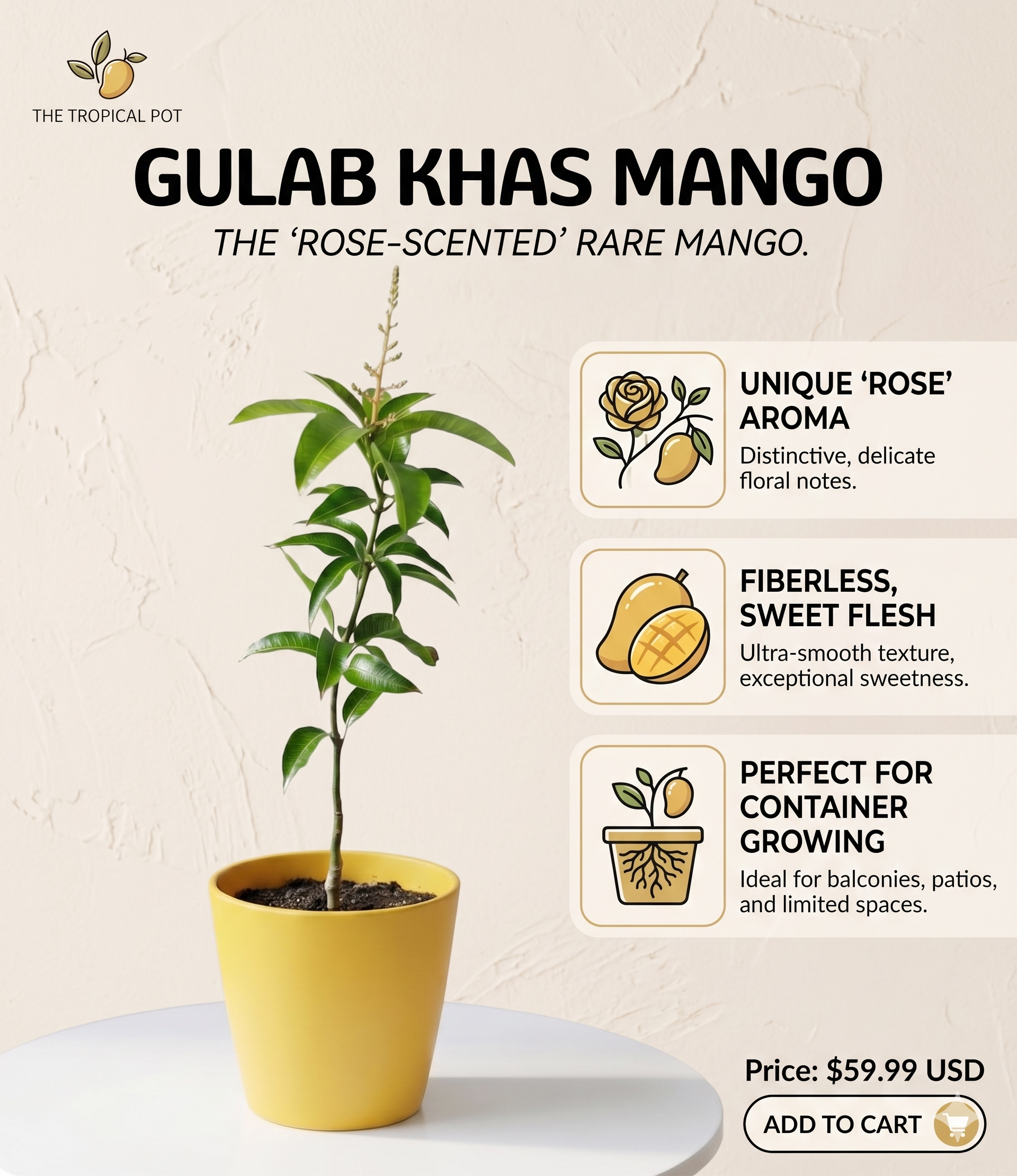 Gulab Khas Mango – Naturally Sweet Rose-Flavoured Premium Mango (Seasonal Fruit)
